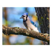 Bluejay Foto Afdruk (Voorkant)