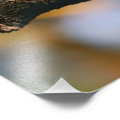 Bluejay Foto Afdruk (Hoek)