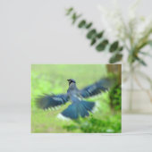 Bluejay in Flight Briefkaart (Staand voorkant)