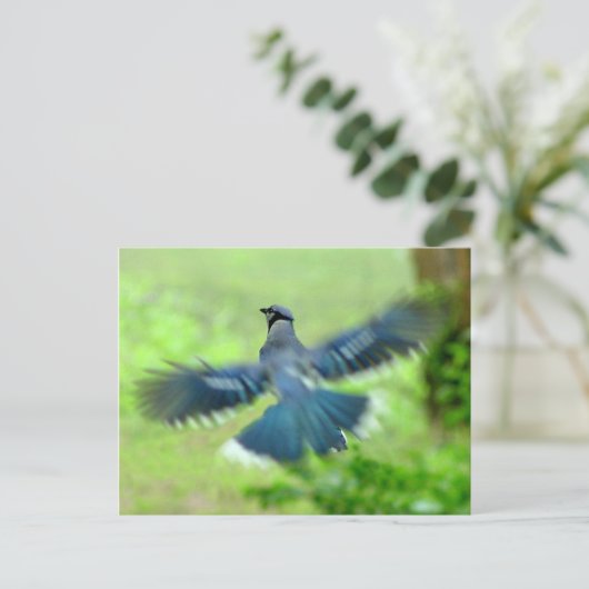 Bluejay in Flight Briefkaart (Staand voorkant)
