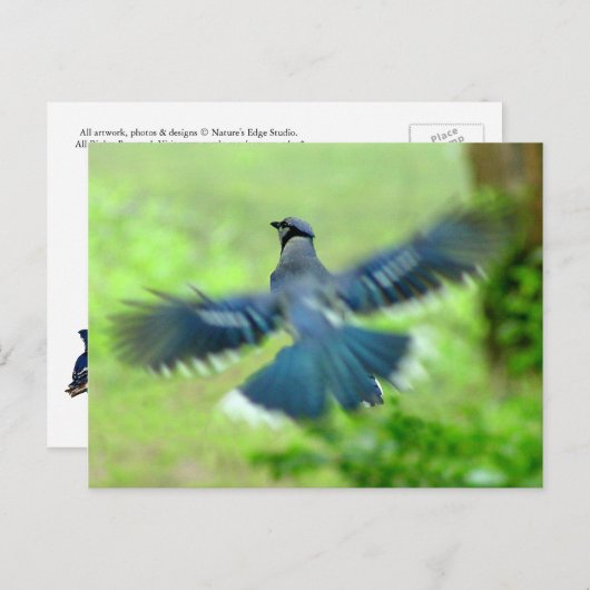 Bluejay in Flight Briefkaart (Voorkant / Achterkant)