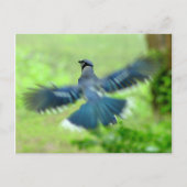 Bluejay in Flight Briefkaart (Voorkant)