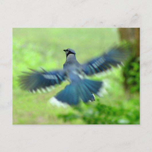 Bluejay in Flight Briefkaart (Voorkant)