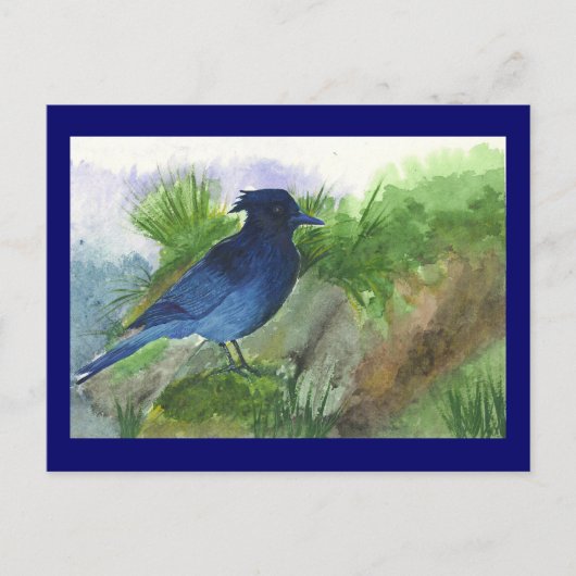 Bluejay in Muskeg Briefkaart (Voorkant)