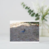 Bluejay met voedsel, Lake Arrowiad, CA Briefkaart (Staand voorkant)