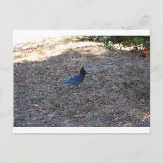 Bluejay met voedsel, Lake Arrowiad, CA Briefkaart
