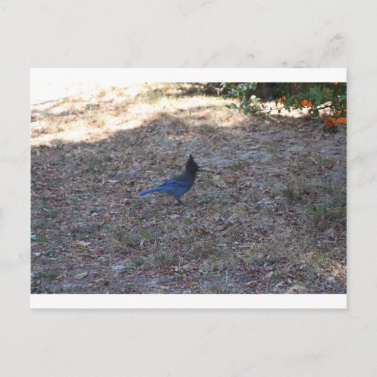 Bluejay met voedsel, Lake Arrowiad, CA Briefkaart (Voorkant)
