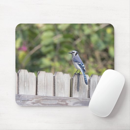 Bluejay op het hek muismat (Met muis)