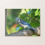 Bluejay uitgevoerd in de Fotografische Natuur van  Legpuzzel (Horizontaal)