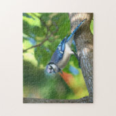 Bluejay uitgevoerd in de Fotografische Natuur van  Legpuzzel (Verticaal)