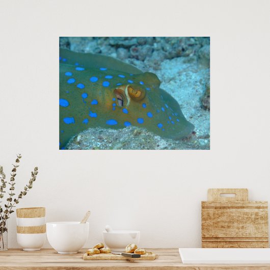 Bluespotted Ribbontail Ray Poster (Keuken)