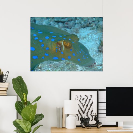 Bluespotted Ribbontail Ray Poster (Thuiskantoor)