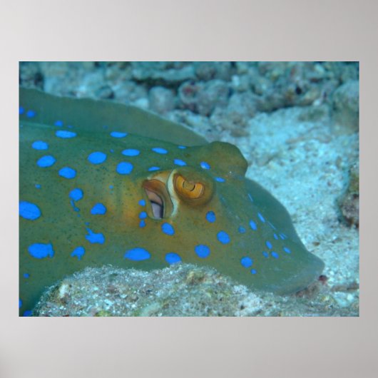 Bluespotted Ribbontail Ray Poster (Voorkant)