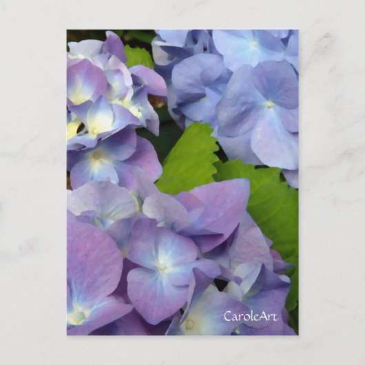 Bluest Blue Hydrangeas Briefkaart (Voorkant)