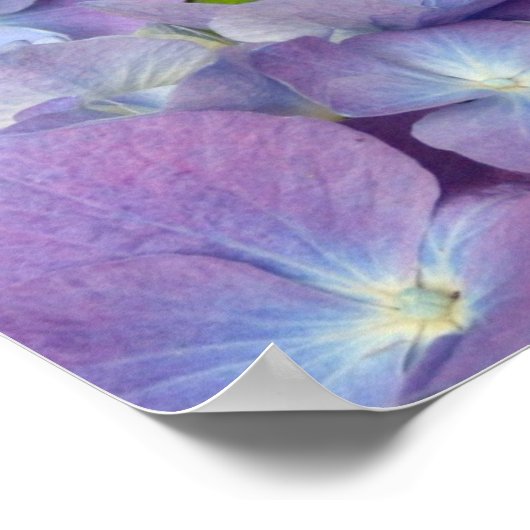 Bluest Blue Hydrangeas Poster (Hoek)
