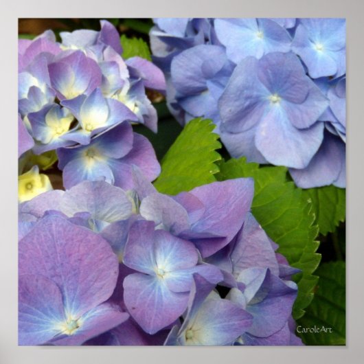 Bluest Blue Hydrangeas Poster (Voorkant)