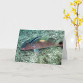 Bluestreak Schonere Wrasse (dimidiatus Labroides) Kaart (Gele Bloem)
