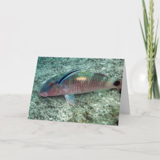 Bluestreak Schonere Wrasse (dimidiatus Labroides) Kaart (Voorkant)