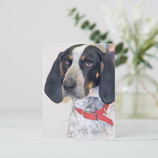 Bluetick Coonhound-foto Briefkaart (Staand voorkant)
