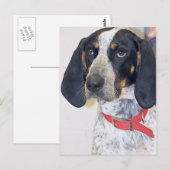 Bluetick Coonhound-foto Briefkaart (Voorkant / Achterkant)