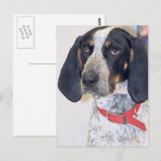 Bluetick Coonhound-foto Briefkaart (Voorkant / Achterkant)