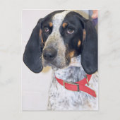 Bluetick Coonhound-foto Briefkaart (Voorkant)