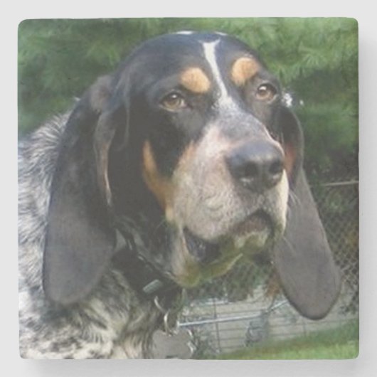 Bluetick Coonhound.png Stenen Onderzetter (Voorkant)