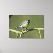 Bluetit Canvas Afdruk (Voorkant)