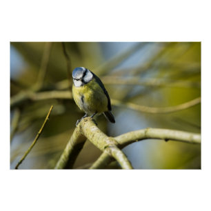 Bluetit kijkt naar de camera perfect poster