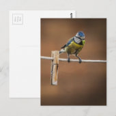 Bluetit op een waslijn briefkaart (Voorkant / Achterkant)