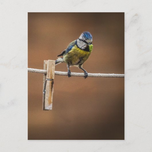 Bluetit op een waslijn briefkaart (Voorkant)