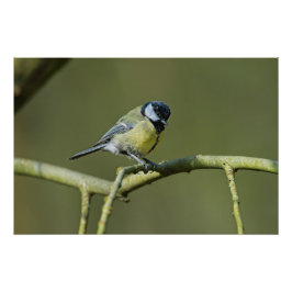 Bluetit zit in een boom perfect poster