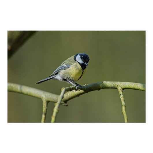 Bluetit zit in een boom perfect poster (Voorkant)