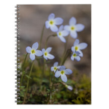 Bluets Kleine Paarse Bloemen Wilde Bloemen Notitie