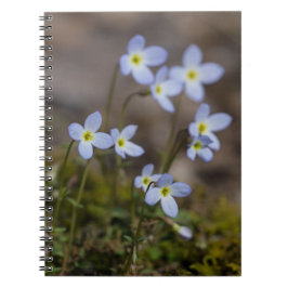 Bluets Kleine Paarse Bloemen Wilde Bloemen Notitie Notitieboek