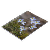 Bluets Little Purple Flowers Wildflower notebook Notitieboek (Linkerzijde)
