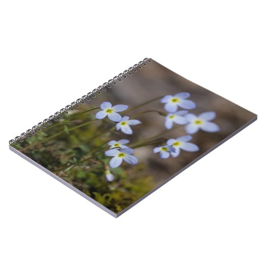 Bluets Little Purple Flowers Wildflower notebook Notitieboek (Linkerzijde)