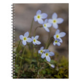 Bluets Little Purple Flowers Wildflower notebook Notitieboek (Voorkant)
