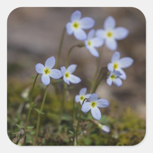 Bluets Little Purple Flowers Wildflower Stickers (Voorkant)