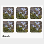 Bluets Little Purple Flowers Wildflower Stickers (Vel)