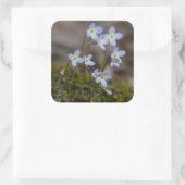 Bluets Little Purple Flowers Wildflower Stickers (Tas)