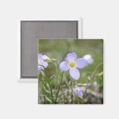 Bluets - Quaker Dames Magneet (Voorkant / Achterkant)