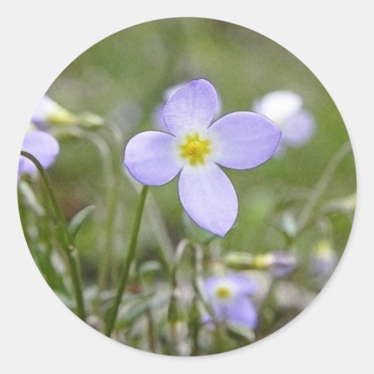 Bluets - Quaker Dames Ronde Sticker (Voorkant)