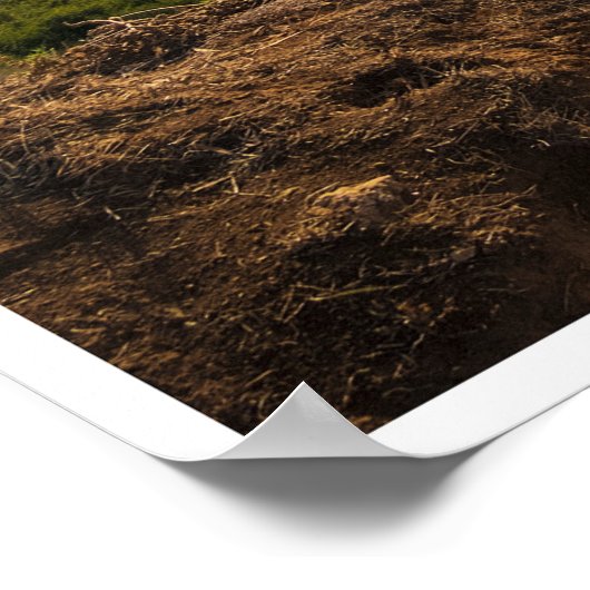 Bluff Cove Light Poster (Hoek)