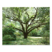 Bluffton Summer middag Foto Afdruk (Voorkant)