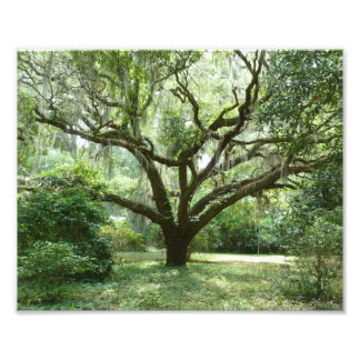 Bluffton Summer middag Foto Afdruk