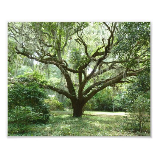 Bluffton Summer middag Foto Afdruk (Voorkant)