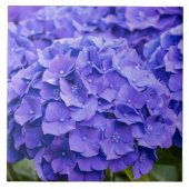  Bluish Paars Summer Hydrangeas Tegeltje (Voorkant)
