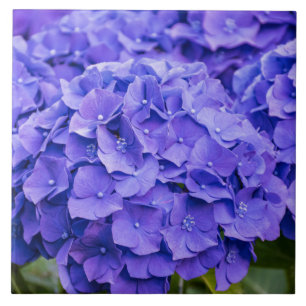 Bluish Paars Summer Hydrangeas Tegeltje