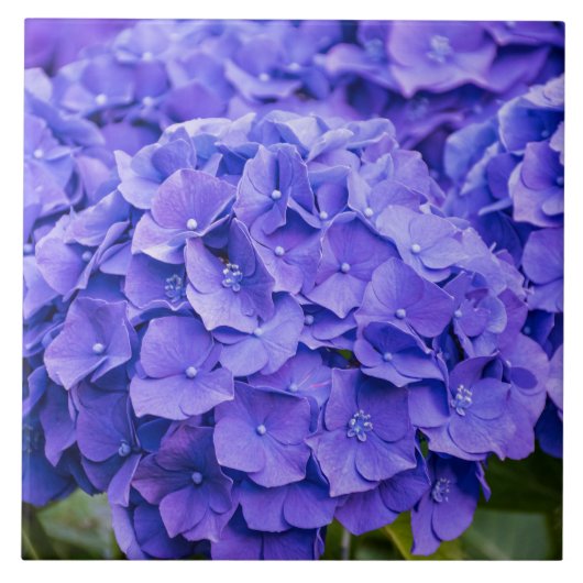 Bluish Paars Summer Hydrangeas Tegeltje (Voorkant)